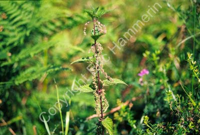 Nässla blommande S992726