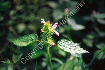 Nässla blommande S992730