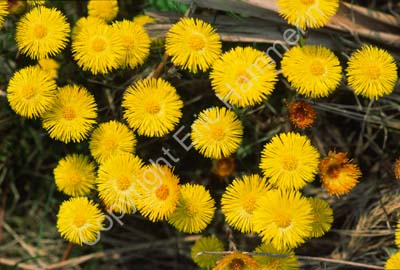 Tussilago S000207
