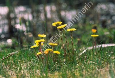 Tussilago S000210