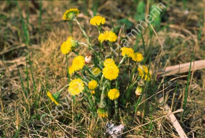 Tussilago S000243