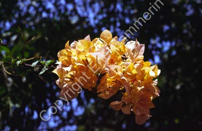 Bougainvillea orange 8724932