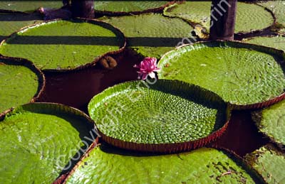 Giant water-lily and leaves 8725037