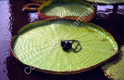 Giant water-lily leaf camera for comparison 8725105