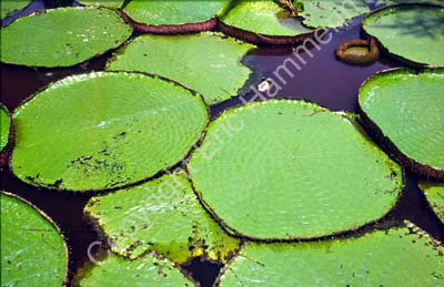 Giant water-lily leaves 8724816