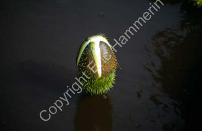 Lotus bud in water 8725103
