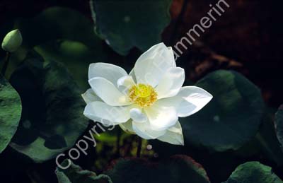 Lotus flower in water 8724807