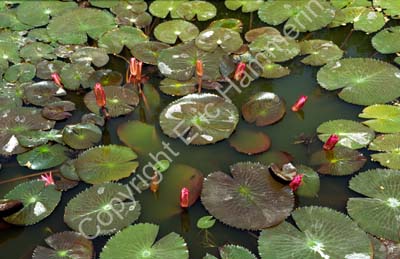 Lotus pond 8725014