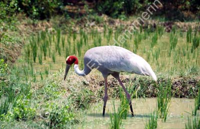 Rice field with sarus crane 8724834