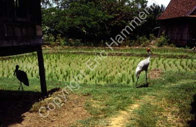 Rice field with sarus crane and storch 8724827