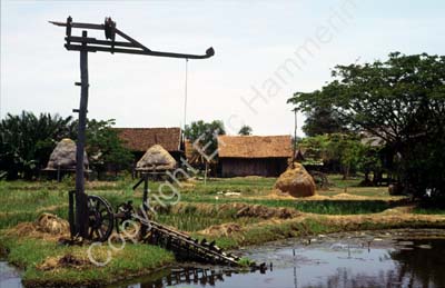 Rural scene 8724824