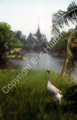Sarus crane pond temple softed 8724912