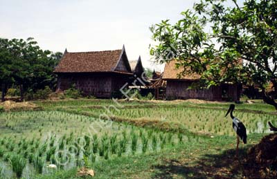 Storch in shade rice field farm 8724902