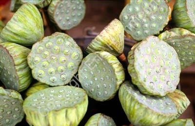 Lotus fruits 8724324