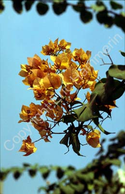 Bougainvillea 851515