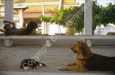 Cat and dog resting in temple 8722726