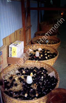 Chicken in basket 850805