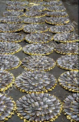 Dried fish market 8722808