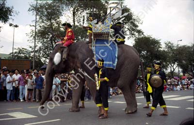 Elephant paraded in the street 8711036