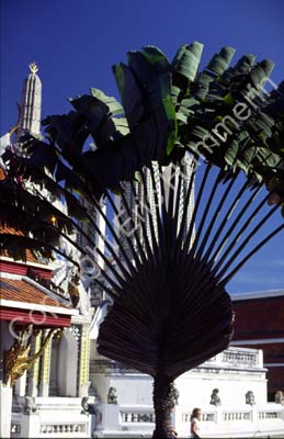 Fan palm Wat Phra Keo 8710626