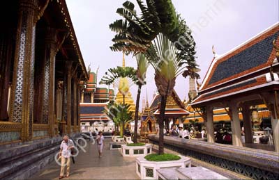 Fan palm in temple yard 927429