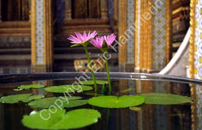 Lotus in urn Wat Phra Keo 927439