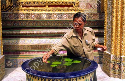 Lotus urn Wat Phra Keo 927438