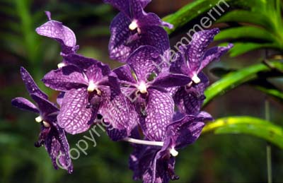 Orchid 869233