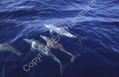 Dolphins 8722530
