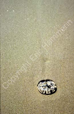 Jellyfish stranded on beach 8721517