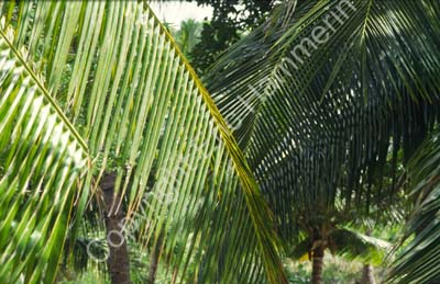 Palm leaves 8721510