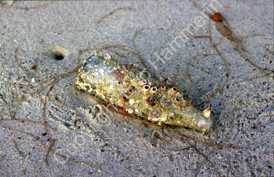Bottle with barnacles 8720927
