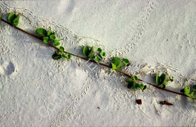 Crossroads on the beach 8720924