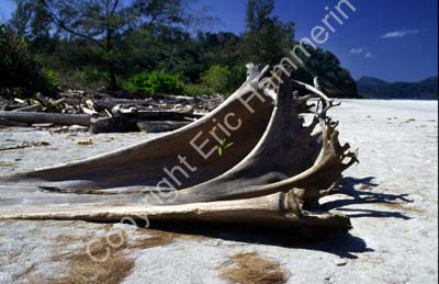 Fallen tree on beach 8721002