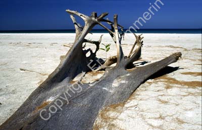 Fallen tree on beach 8721004