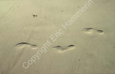 Footprints on the beach 8720919
