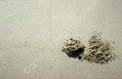 Sand crab hole 8720917