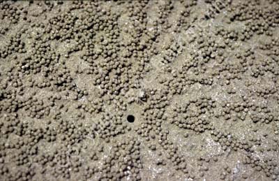 Sand crab hole and balls 8721023