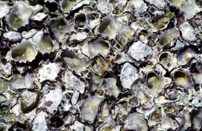 Shell bank on beach 8721017