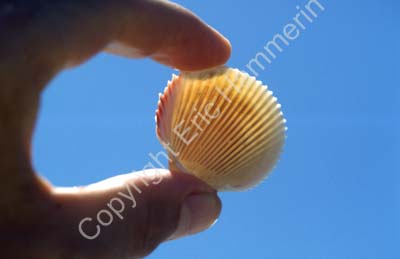 Shell between fingers 8721010