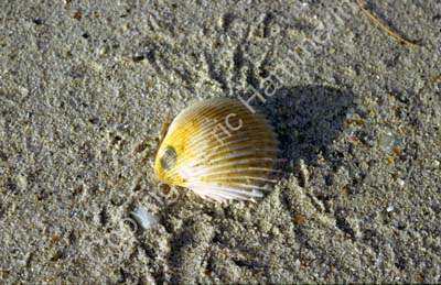 Shell on beach 8720911
