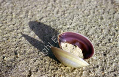 Shell on beach 8720912