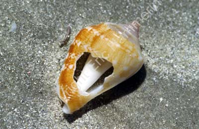 Shell with hole on beach 8721008