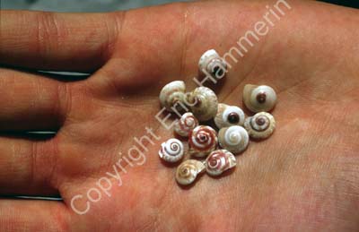 Shells in hand 8721031