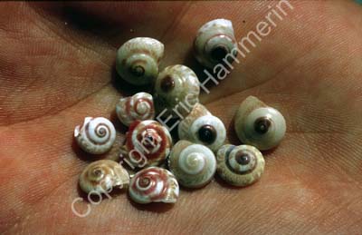 Shells in hand 8721032