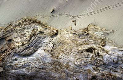Wood log rotting in the sand on beach 8720926