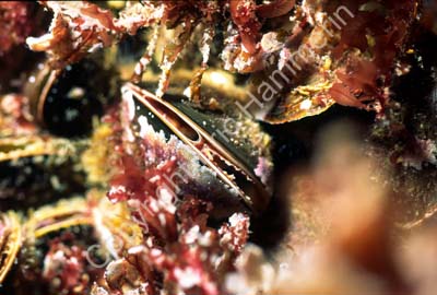 Blåmussla rödalger bryozoer S983323