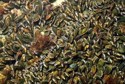 Blåmusslor S993031