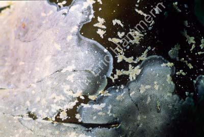 Brunalg tare med bryozoer