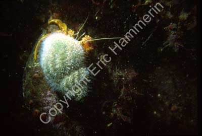 Eremitkräfta S11B61